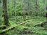 La forêt de Białowieska (407x)
