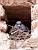 Un pigeon dans un trou dans le mur de la Basilique Sainte-Cécile à Albi (266x)