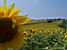 Un champ de tournesols (2) (845x)