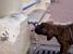 Le chien boit directement depuis le robinet !! (234x)