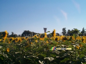 Des tournesols et un château d'eau (242x)