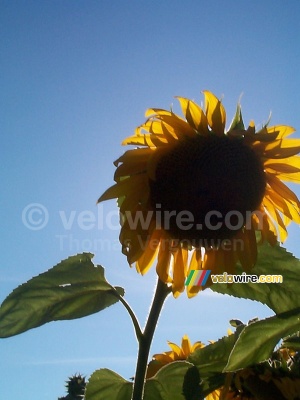 Un tournesol devant le soleil (222x)