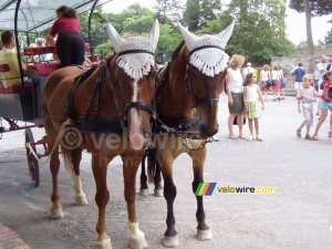 Carcassonne: chevaux (635x)