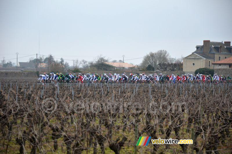 Het peloton tussen de wijngaarden
