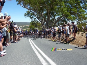 The peloton on Checkers Hill (729x)