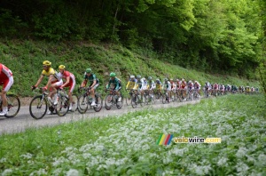 Le peloton maillot jaune sur la première montée de la Côte de l'Etang de Ry (300x)