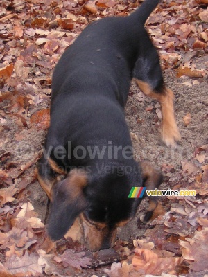 Dans la forêt : Beau en train de creuser (315x)