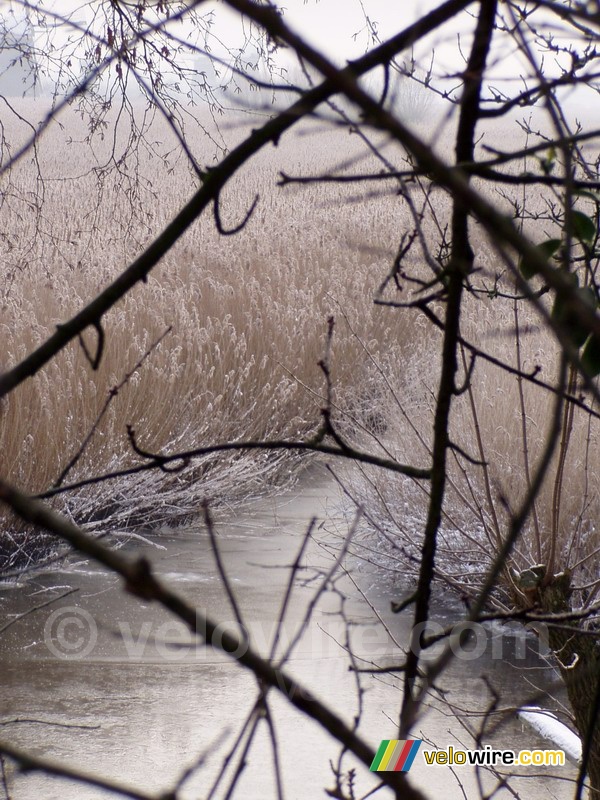 Winters landschap in Kinderdijk