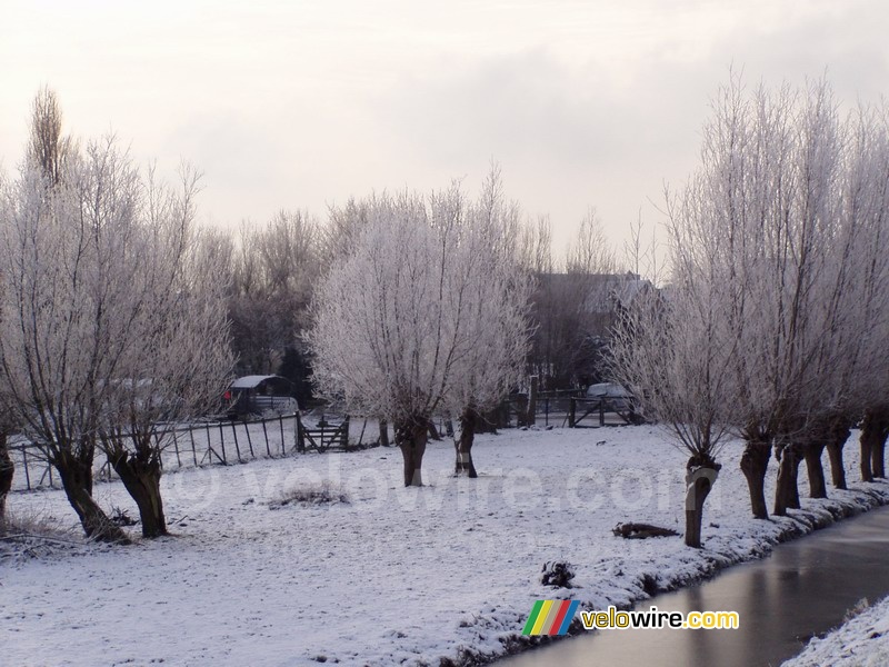 Winters landschap in Kinderdijk