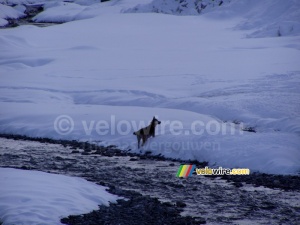 A dog in the Valloirette (194x)