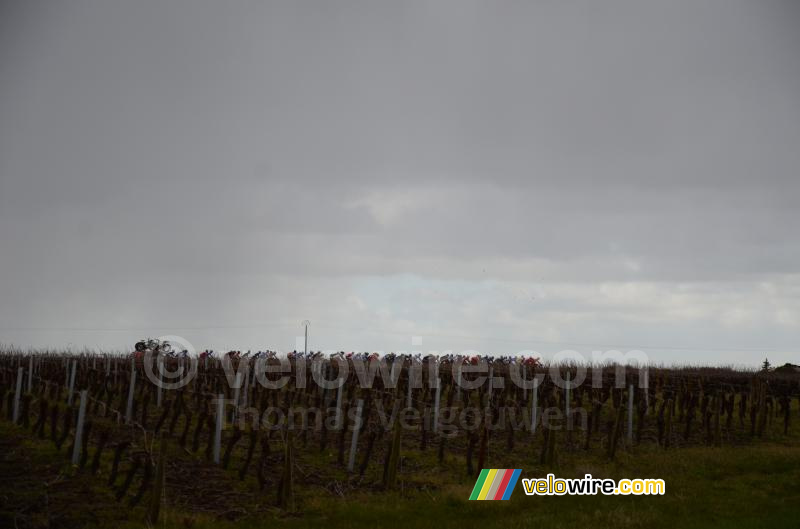 Het peloton boven de wijngaard
