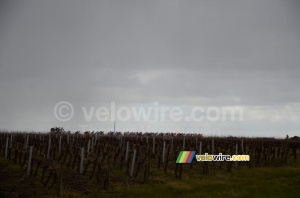 Le peloton au-dessus des vignes (512x)