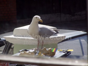 Une mouette sur la poubelle (294x)