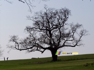 A tree in a park/golf course in Bristol (435x)