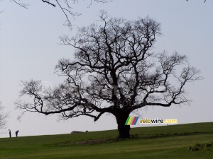 Un arbre dans un parc/parcours de golf à Bristol (238x)