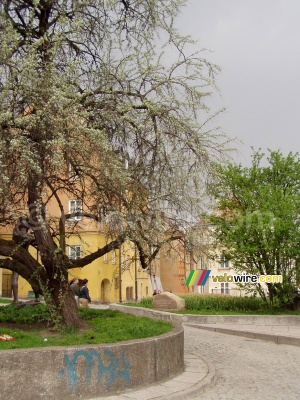 A tree in front of coloured houses in Warsaw (434x)