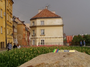 Tulipes à Varsovie (574x)