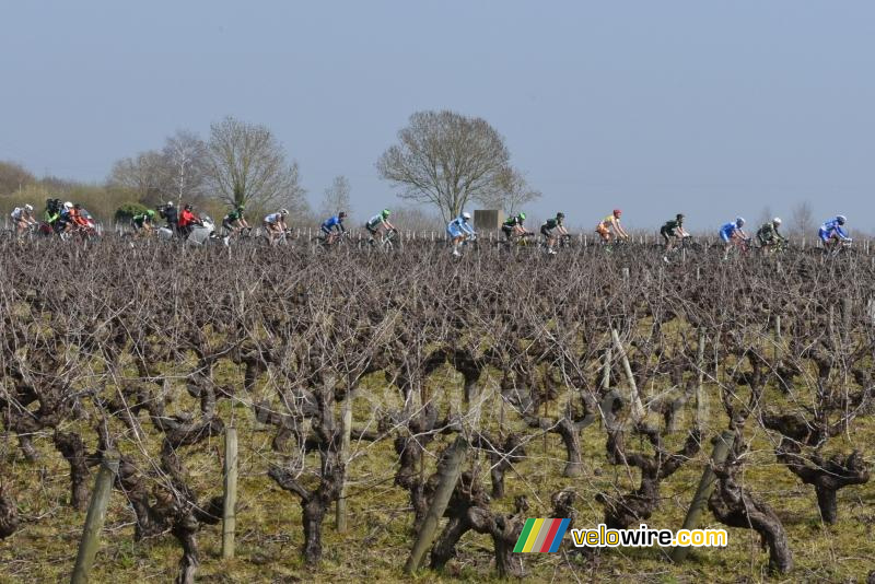 De kopgroep in de wijngaarden
