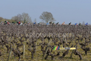 Le groupe de tête dans les vignes (501x)