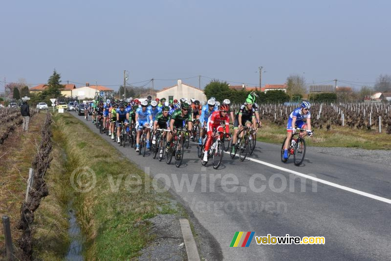 Het peloton in de wijngaarden