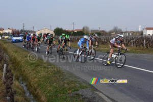 Le groupe de tête dans les vignes (2) (498x)
