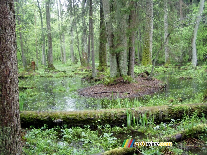 Het Białowieska bos