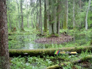 La forêt de Białowieska (190x)