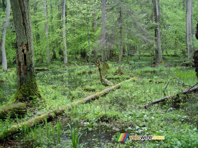 Het Białowieska bos