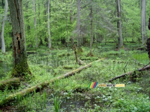 La forêt de Białowieska (191x)