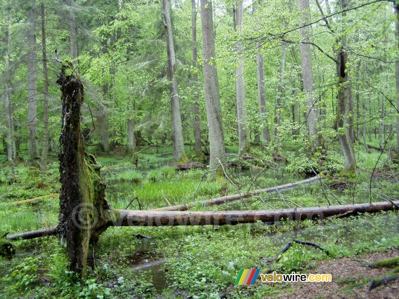 Het Białowieska bos