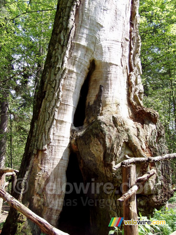 Eén van de oude eiken in Stara Białowieza (het oude Białowieska)