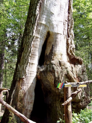 Un des vieux arbres à Stara Białowieza (l'ancien Białowieska) (160x)