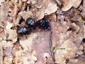 Une bataille d'animaux dans la forêt ?? (161x)