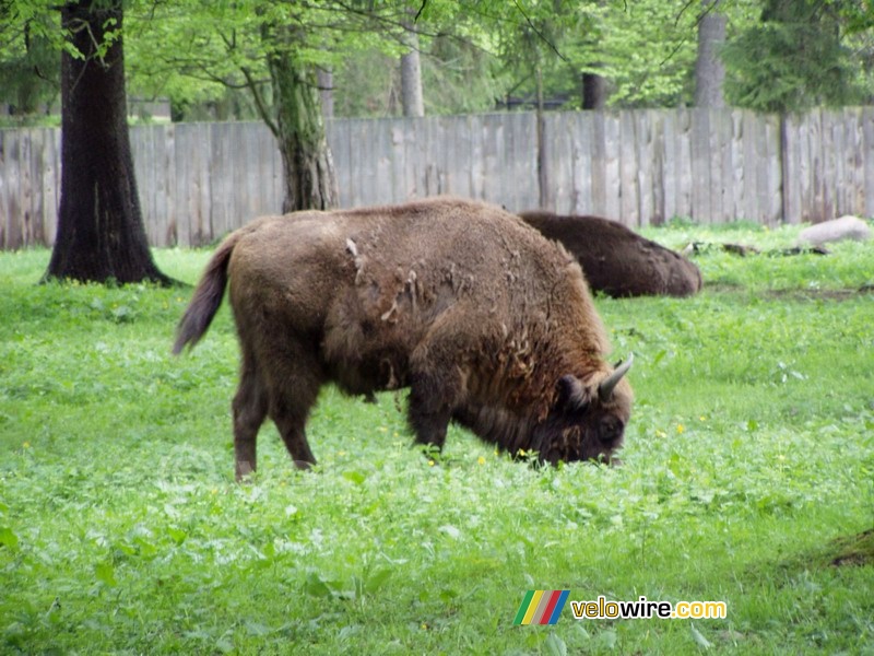 [Białowieska] Un bison