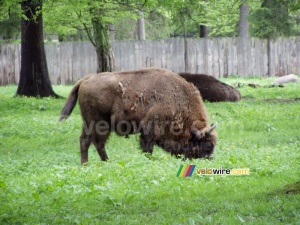 [Białowieska] Un bison (199x)