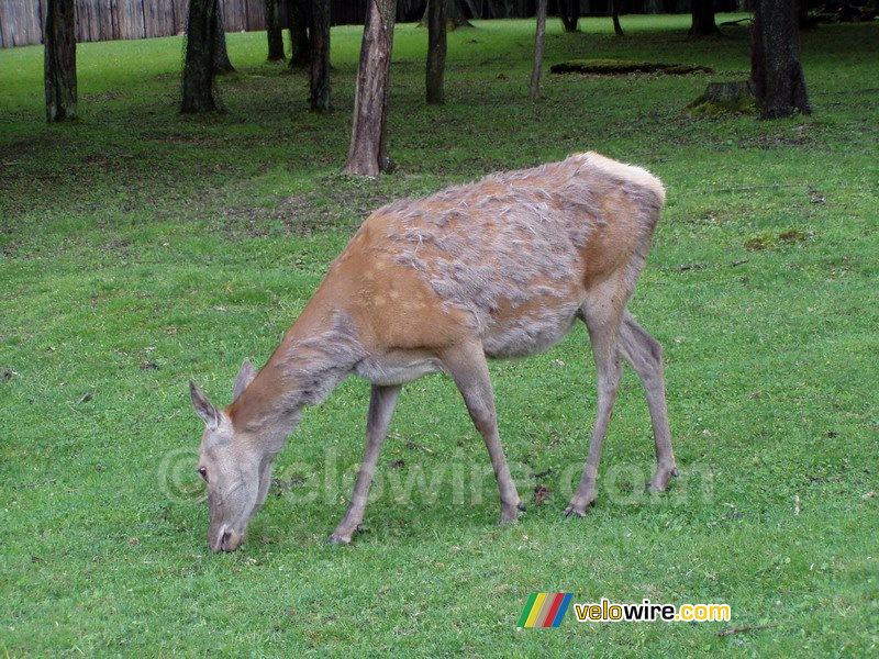 [Białowieska] Hert