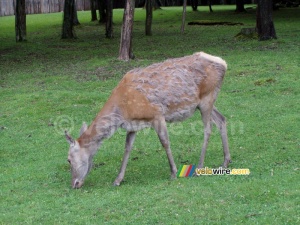 [Białowieska] Un cerf (166x)