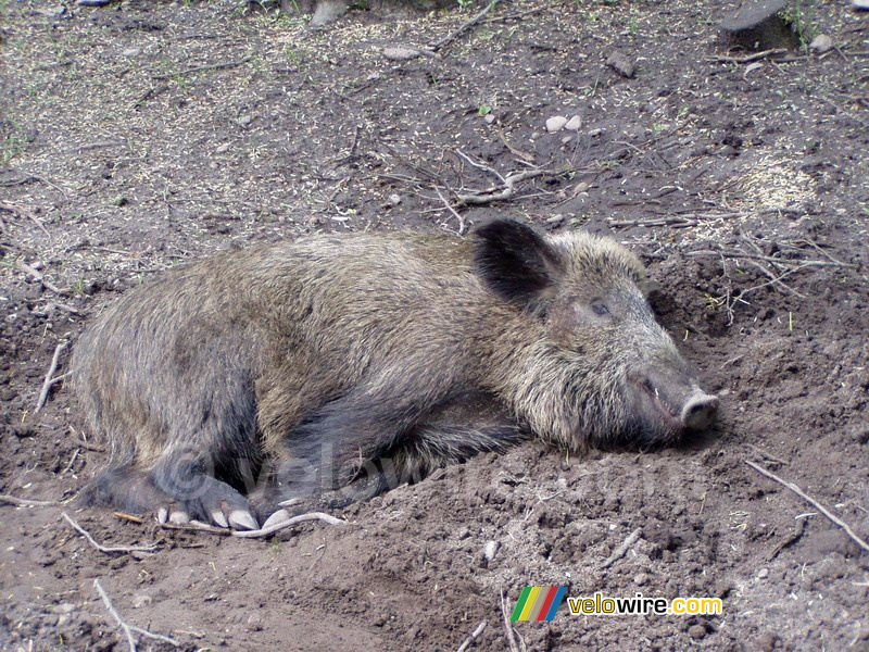[Białowieska] Slapend wild zwijn