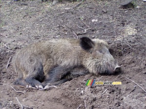 [Białowieska] Un sanglier qui dorme (280x)