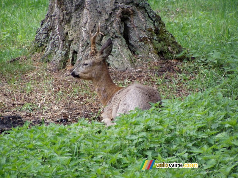 [Białowieska] A young deer