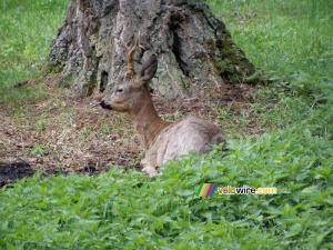 [Białowieska] Un cerf (187x)