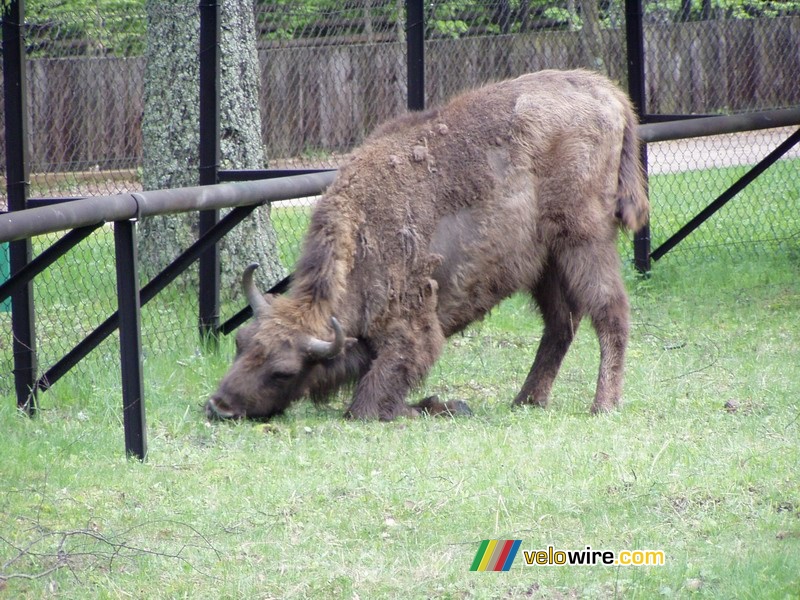 [Białowieska] Un bison