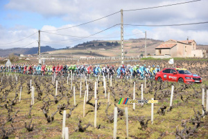 Le peloton dans les vignes au départ (846x)