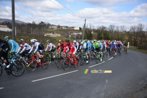 Le peloton près de Fleurie (570x)