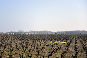 Le peloton dans les vignes (2) (712x)