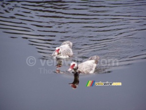 [Sidobre] Des canards (201x)