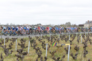 Le peloton entre les vignes (940x)