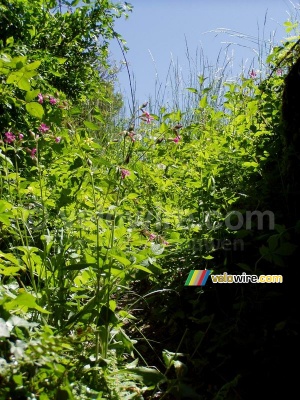 [Le Colombier] Jolies fleurs (290x)