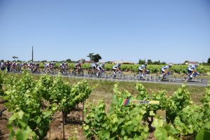 Le peloton dans les vignes (857x)