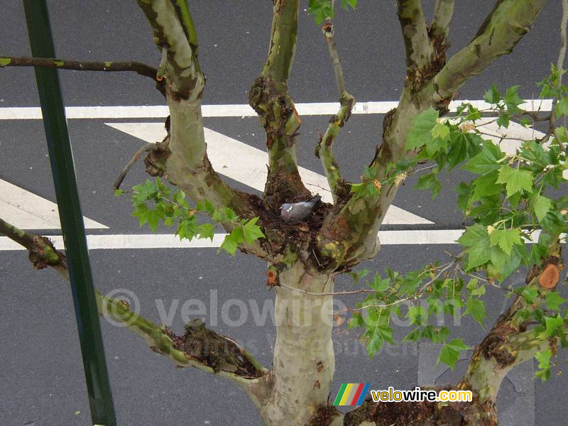 Broedende duif in de boom voor mijn raam